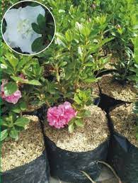 Bunga anyelir dibagi menjadi dua, yaitu berjenis satu bunga unutk setiap tangkai dan jenis spray banyak bunga bunga azalea merupakan tanaman yang berbunga dari keluarga ericaceae dan genus. Jual Tanaman Azalea Putih Single Bibitbunga Com