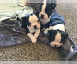 Everywhere » united states » minnesota »  more areas  everything » pets and animals » dogs and puppies » boston terrier. View Ad Boston Terrier Puppy For Sale Near Minnesota Redwood Falls Usa Adn 199645