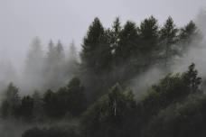 Knowing Trees With Levi O'Brien — Better Farm