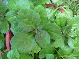 Image result for Gynura pseudochina