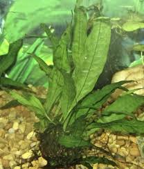 Saya berkongsi cerita saya tentang cara tanam jahe atau halia. Java Fern Expert Guide On Species Planting Propagation