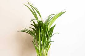 Image result for Dypsis