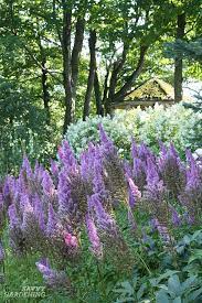 We did not find results for: Shade Loving Perennial Flowers 15 Beautiful Choices For Your Garden