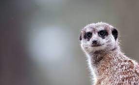 Labrador, beige, weiblich, sehr alt, zugelaufen am 5.2.2014 in seltschach. Tiere Fur Zuhause