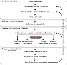 Maybe you would like to learn more about one of these? Frontiers Genome Scale Metabolic Model Driven Design Of A Defined Medium For Campylobacter Jejuni M1cam Microbiology