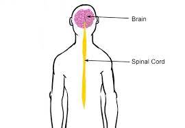 It comprises the brain and spinal cord. Juocmihr Cncum