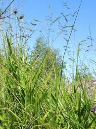 Image result for Urochloa eminii