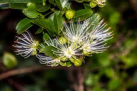 Image result for Tricliceras mossambicense