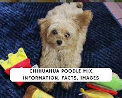 Chihuahua female puppies available 10 weeks first shots and deworm. Chihuahua Poodle Mix Information Facts Images 2021 We Love Doodles