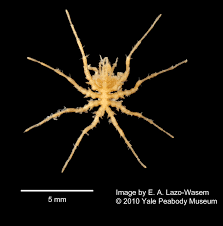 Image result for Pycnosphaera