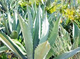Maybe you would like to learn more about one of these? 14 Unusual Aloe Types For Your Frost Free Garden