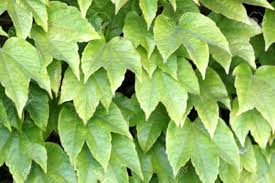 The leaf is hard and the margin is smooth. Parthenocissus Tricuspidata Japanese Creeper Grape Ivy Japanese Stock Photo Picture And Royalty Free Image Image 83079621