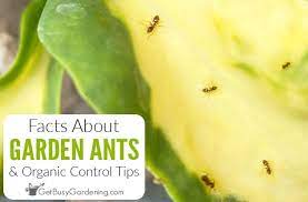 Ants in the house can really bug the best of us, so here's some natural ways to keep them at bay. Facts About Ants In A Garden Organic Control Tips Get Busy Gardening