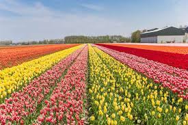 It is therefore better to make preparations for your visit in advance by. Tulip Festival 2019 In Srinagar Kashmir Tulip Festival 2019 Times Of India Travel