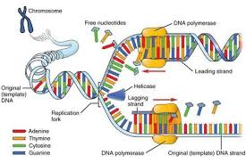 Steps Of Dna Replication Dna Polymerase Dna Replication Biology Lessons