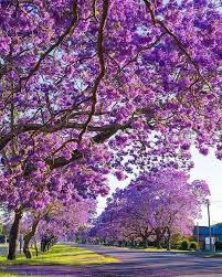 The pinkish flower spray contrasts beautifully against the deep purple of this small tree's foliage. Australia S Answer To Cherry Blossom Season Has Arrived As Pockets Of The Country Burst Into Bloom With Jacar Flower Landscape Jacaranda Tree Beautiful Gardens