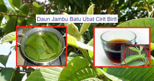 Maybe you would like to learn more about one of these? Petua Berkesan Rawat Cirit Birit Diarea Dengan Rebusan Daun Jambu Batu Mudah Jimat Kartel Dakwah