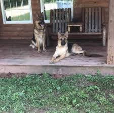 In usa cedar lane, pa, us. Sunset Farm German Shepherds Home Facebook
