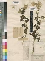 Image result for Pandiaka