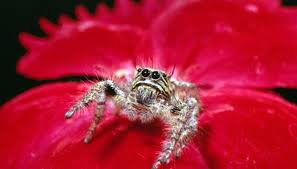 Species Of Spiders In Washington State Animals Mom Me
