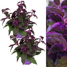 Image result for Gynura scandens