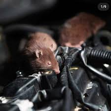 Langkah pencegahan jangkitan kencing tikus. Jual Pengusir Tikus Anti Tikus Mobil Parfum Tikus Online Mei 2021 Blibli