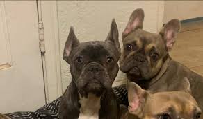 My frenchies got out