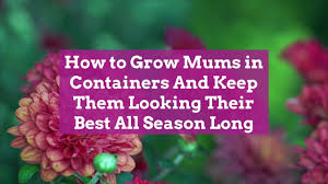 We did not find results for: How To Grow Mums In Containers Better Homes Gardens