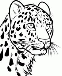 We have made a step by step online video guide on how to draw a cheetah face.sketch an oval shape head for the first step. How To Draw A Leopard Head Step By Step Rainforest Animals Animals Free Online Drawing Tutorial Added By Dawn Cheetah Drawing Leopard Drawing Leopard Art