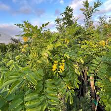 Image result for Calpurnia aurea