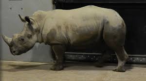 The address is 13010 niabi zoo rd, coal valley, il 61240. Niabi Zoo Welcomes Its First Rhino Ourquadcities