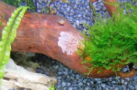 Avoid overfeeding your fish because the leftover is the favorite food for fungus and it starts growing there. What Is This Strange Thing In My Tank Practical Fishkeeping