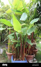 Image result for Thalia geniculata