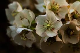 Image result for Dombeya shupangae