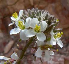 Image result for Erucastrum