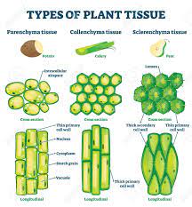 Secondary cell walls are inflexible and play an important role in plant structural support. Types Of Plant Tissue Vector Illustration Royalty Free Cliparts Vectors And Stock Illustration Image 149282613