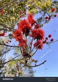 Image result for Erythrina abyssinica