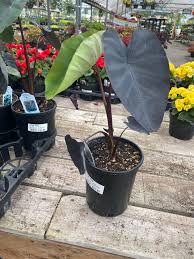Check spelling or type a new query. Colocasia Black Magic Reddit Post And Comment Search Socialgrep