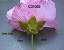Perianth Flower