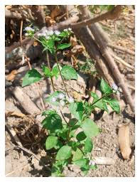 Image result for Ageratum conyzoides