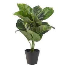 Botanica Artificial Dieffenbachia Green 80 Cm Artificialplantsmodern Artificial Garden Plants Plants Artificial Plants Outdoor