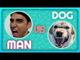 Funny Dog Videos Youtube In 2020 Funny Dog Videos Youtube Dog Videos Youtube Funny Dog Videos