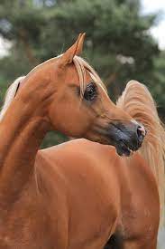 You Can T Help But Be Stunned By The Beauty Of The Arabian Horse The Arabian Breed Is Known For Its Striking E Horses Beautiful Arabian Horses Palomino Horse