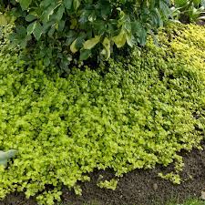 Image result for Lysimachia djalonis