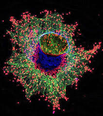 A65f82d144740557e28cc6db89a4c536 Jpg 671 750 Pixels Microscopic Photography Microscopic Nature Inspiration