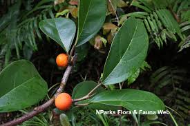 Image result for Ficus barteri