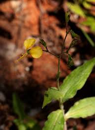 Image result for Aneilema aequinoctiale