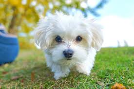 Find maltese dogs and puppies from south carolina breeders. Maltese Dog Breed Information Characteristics Daily Paws