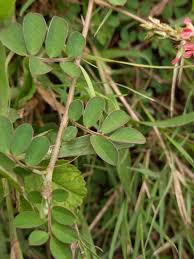 Image result for Indigofera mimosoides