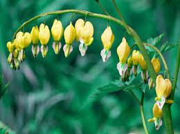 Bleeding Heart Seeds Canary Yellow Rare Variety Shade Perennial 20 Seeds Shade Perennials Shade Flowers Bleeding Heart